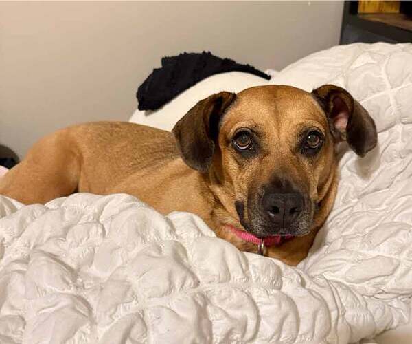 Medium Photo #9 Mutt Puppy For Sale in Kennesaw, GA, USA