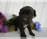 Small Photo #18 Cane Corso Puppy For Sale in EMPIRE STATE, NY, USA