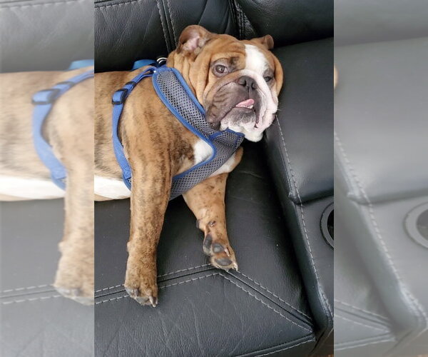 Medium Photo #3 Bulldog Puppy For Sale in McKinney, TX, USA
