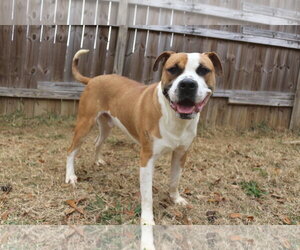 Sully - Male Boxer-Mastiff Mix Dog for Adoption - Photo #3