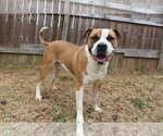 Small #2 Boxer-Mastiff Mix