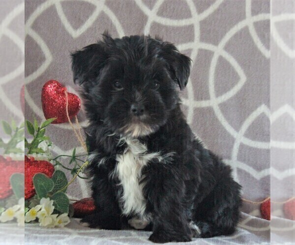 Medium Photo #1 Morkie Puppy For Sale in GORDONVILLE, PA, USA