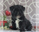 Small Photo #1 Morkie Puppy For Sale in GORDONVILLE, PA, USA