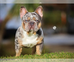 Small Photo #1 French Bulldog Puppy For Sale in PORT SAINT LUCIE, FL, USA