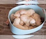 Puppy Puppy 4 Golden Retriever