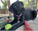 Small #1 Labrador Retriever