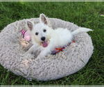 Small West Highland White Terrier