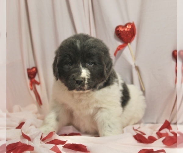 Medium Photo #1 Newfoundland Puppy For Sale in FREDERICKSBURG, OH, USA