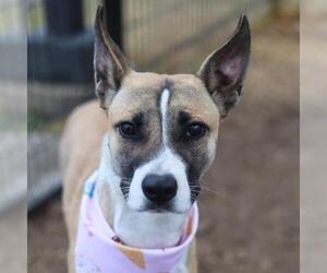 Mutt Dogs for adoption in San Antonio, TX, USA