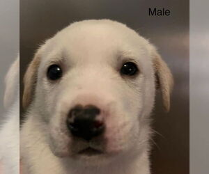 Labrenees Dogs for adoption in Pottstown, PA, USA