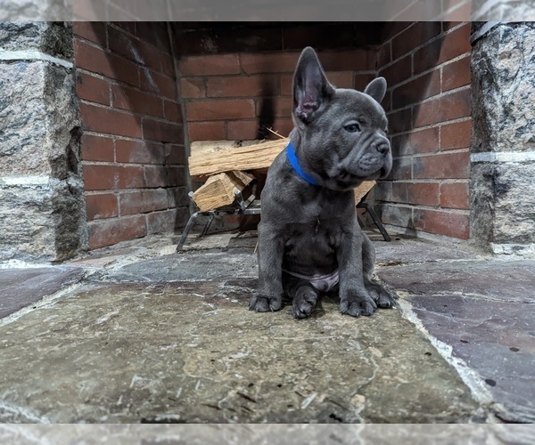 Medium Photo #2 French Bulldog Puppy For Sale in MOUNT VERNON, NY, USA