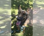 Small German Shepherd Dog