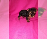 Small #6 Yorkshire Terrier