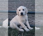 Puppy Freddie Labrador Retriever