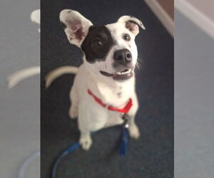 Stella - Female Mutt Dog for Adoption - Photo #7