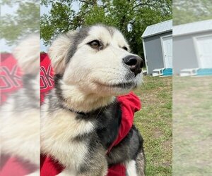 Siberian Husky Dogs for adoption in Beatrice, NE, USA