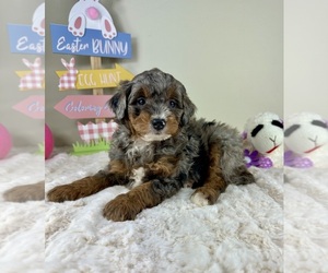 Miniature Bernedoodle Puppy for sale in GREENFIELD, IN, USA