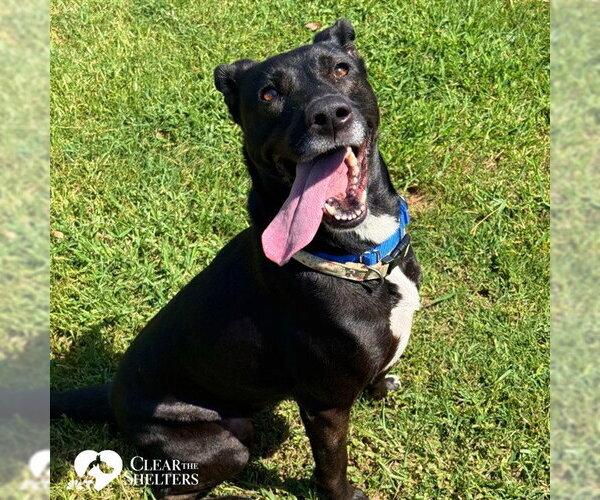 Medium Photo #3 Lab-Pointer Puppy For Sale in Sugar Land, TX, USA