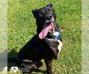 PETUNIA - Female Lab-Pointer Dog for Adoption - Photo #3