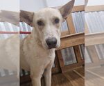 Small Labrador Retriever Mix