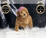 Puppy Blissey AKC Poodle (Toy)