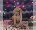 Puppy 1 Goldendoodle