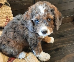 Bernedoodle (Miniature) Puppy for sale in ELNORA, IN, USA