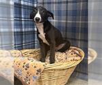 Small Labrador Retriever Mix