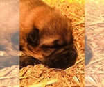 Small Photo #10 German Shepherd Dog Puppy For Sale in BRUSH PRAIRIE, WA, USA