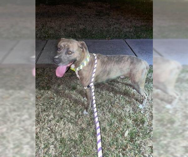 Medium Photo #1 Mutt Puppy For Sale in Houston, TX, USA