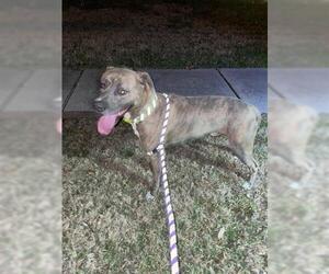 Mutt Dogs for adoption in Houston, TX, USA