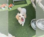 Small Maltese Mix