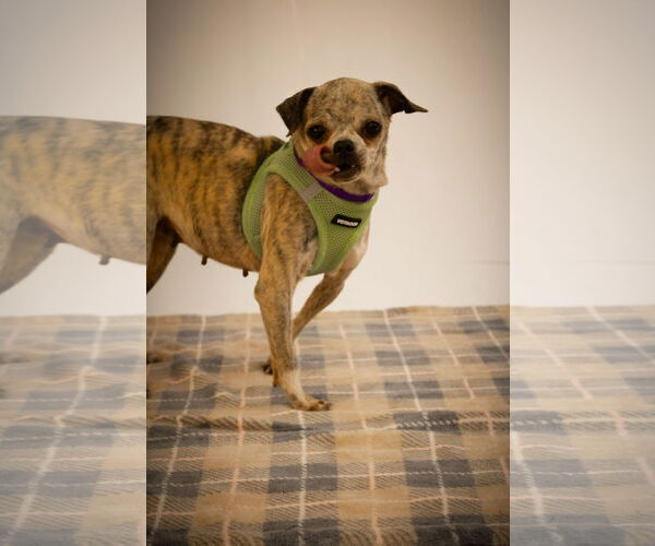 Medium Photo #3 Jack Chi Puppy For Sale in Princeton, MN, USA