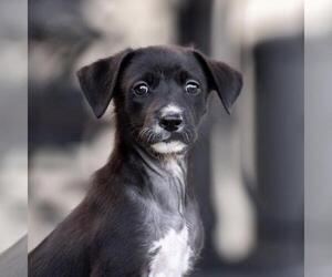 Mutt Dogs for adoption in San Diego, CA, USA
