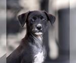 Small Mutt