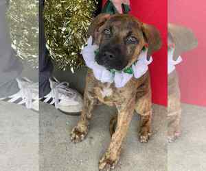 Mountain Cur-Unknown Mix Dogs for adoption in Mount Laurel, NJ, USA