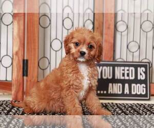 Cavapoo Puppy for sale in NAPLES, FL, USA