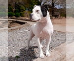 Small #2 American Staffordshire Terrier
