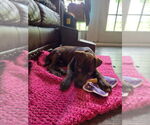 Small #15 Labrador Retriever Mix