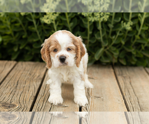 Medium Cocker Spaniel