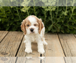 Puppy Patches Cocker Spaniel
