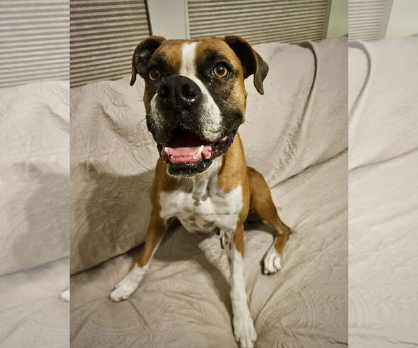 Medium Photo #1 Boxer Puppy For Sale in Dumont, NJ, USA