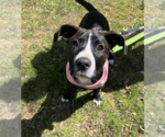 Small #4 Labrador Retriever Mix