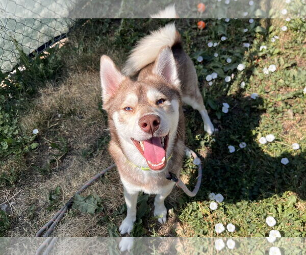 Medium Photo #3 Alaskan Klee Kai-Unknown Mix Puppy For Sale in Fort Collins, CO, USA