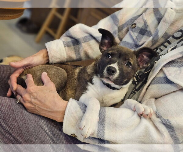Medium Photo #2 Labsky Puppy For Sale in Sheboygan, WI, USA