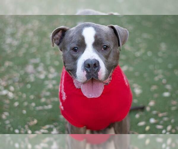 Medium Photo #3 American Pit Bull Terrier Puppy For Sale in Charlotte, NC, USA