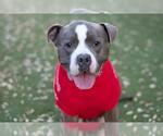 Small #2 American Pit Bull Terrier