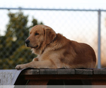 Small Photo #15 Golden Retriever Puppy For Sale in CLOVIS, CA, USA