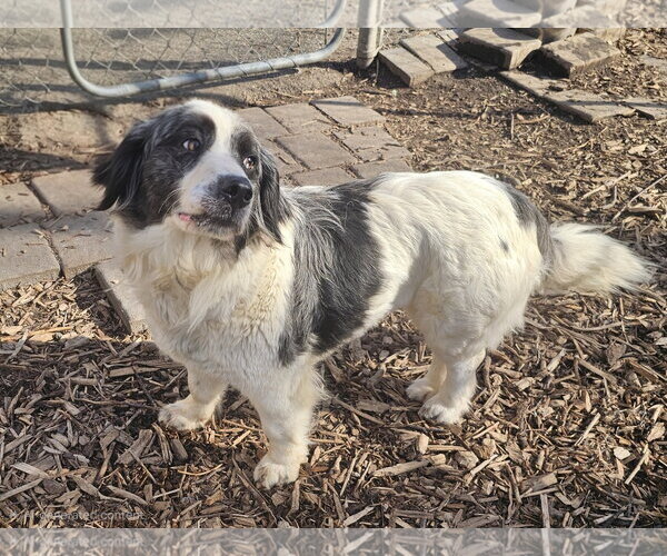 Medium Photo #2 Mutt Puppy For Sale in Bloomingdale, NJ, USA