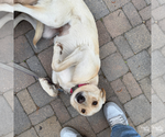 Small #8 Carolina Dog-Labrador Retriever Mix